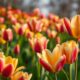 site survey daisy tulip propagatenetworks promo code